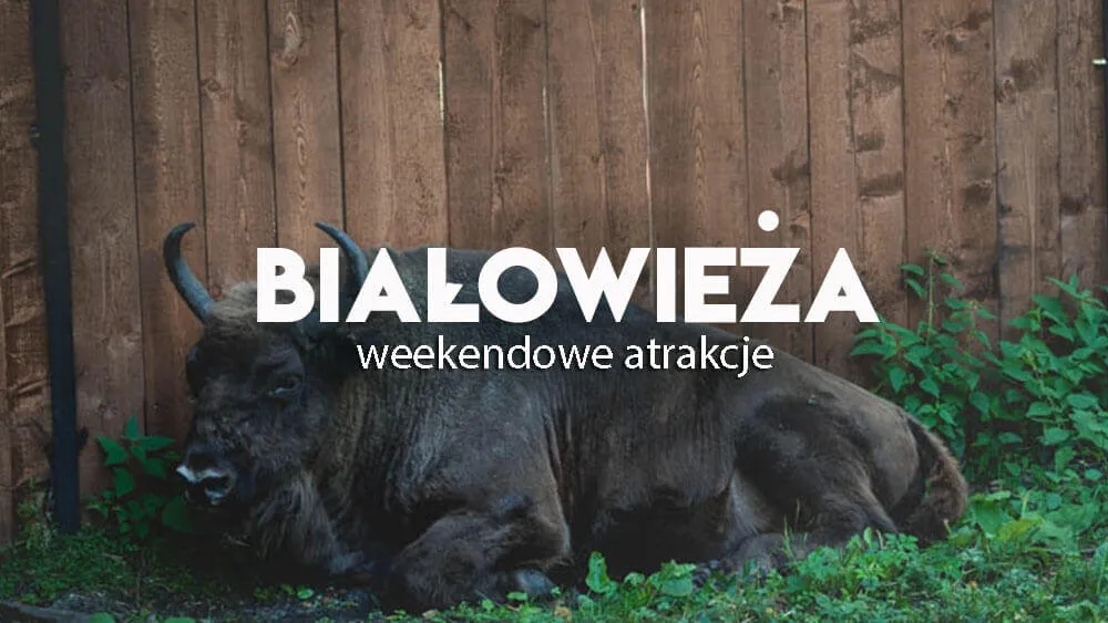 Białowieża atrakcje turystyczne, które zaskoczą każdego turystę