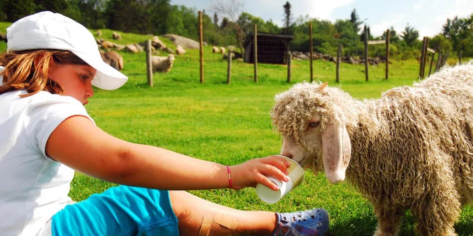 Agroturystyka co jest potrzebne: kluczowe wymagania i wskazówki